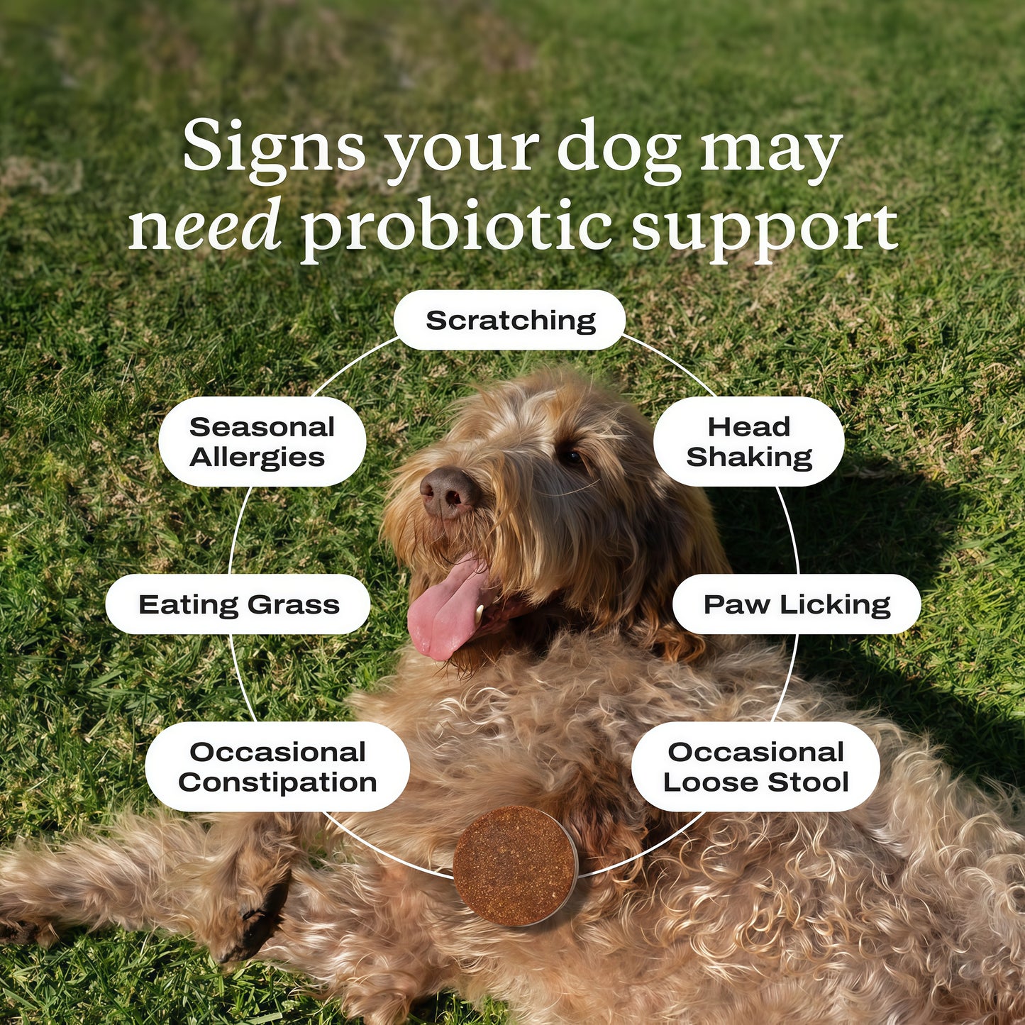 PetLab Co. Probiotics for Dogs, Support Gut Health, Occasional Diarrhea, Digestive Health & Seasonal Allergies